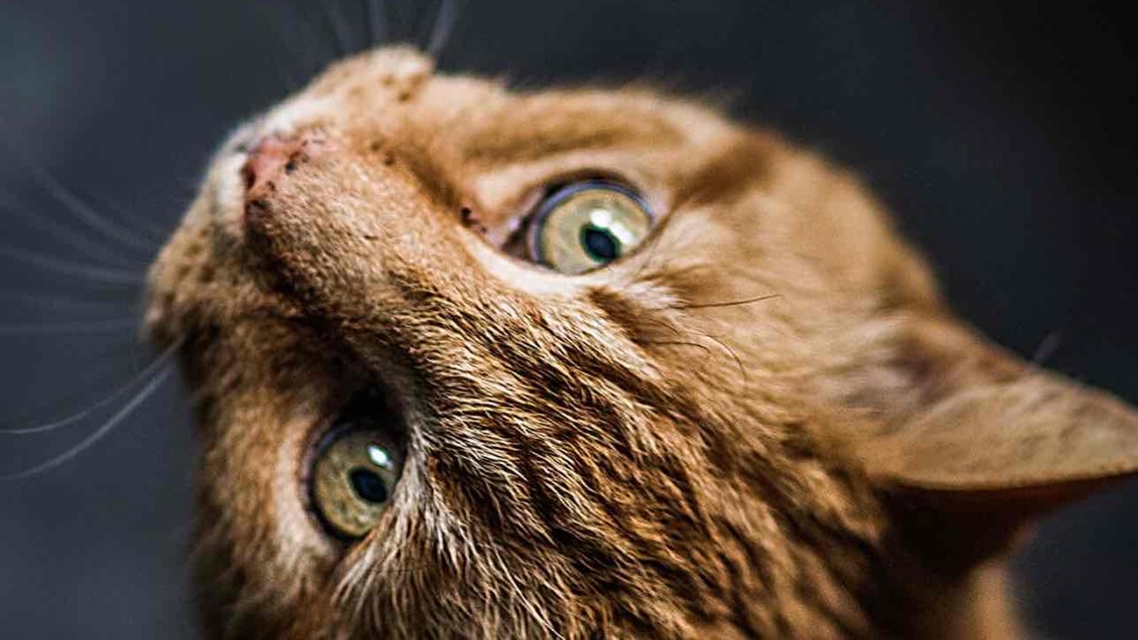 bellananda.base.eth Basenames (.base.eth domains) based on ENS PFP