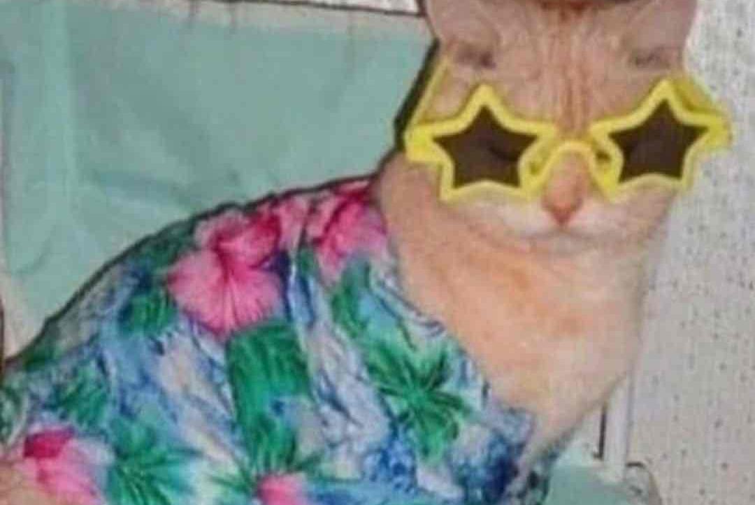 tatomato (xxxk) Farcaster social identity (Fname handle) PFP