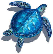Blue Turtle pfp