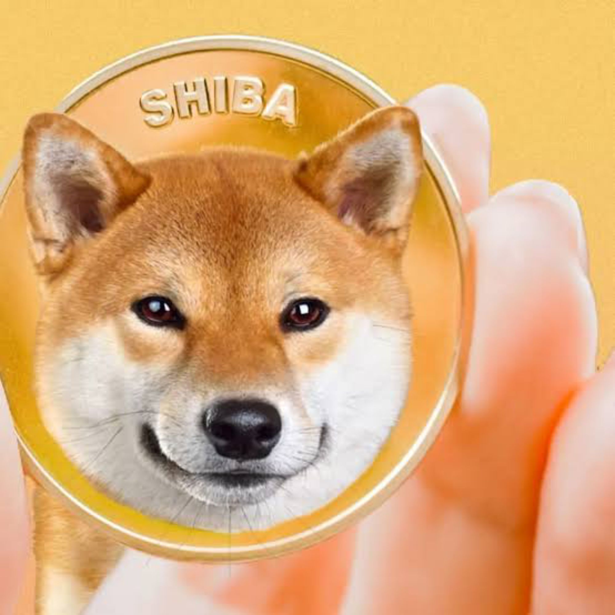 SHIBA BASE