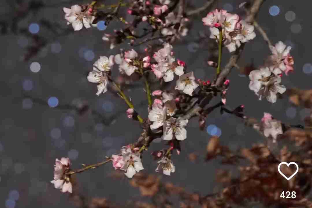 Jochen (jochen) Farcaster social identity (Fname handle) PFP