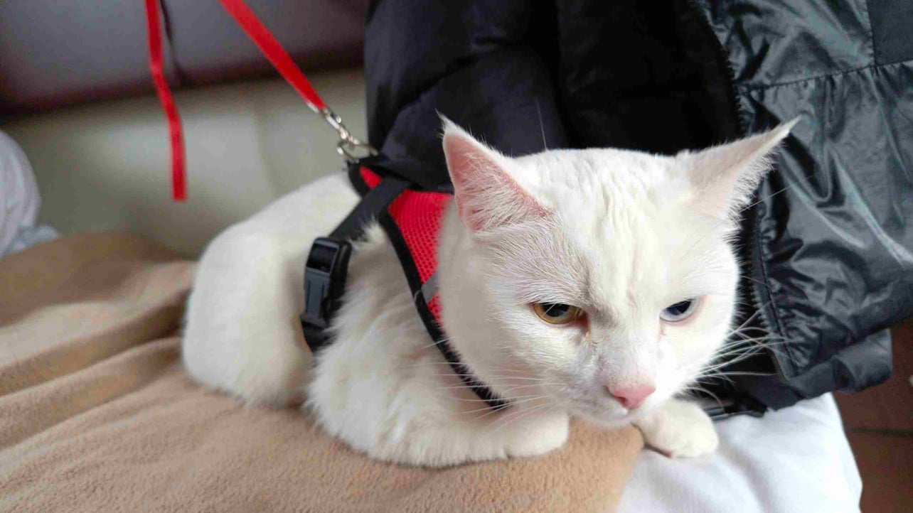 andr3y.base.eth Basenames (.base.eth domains) based on ENS PFP