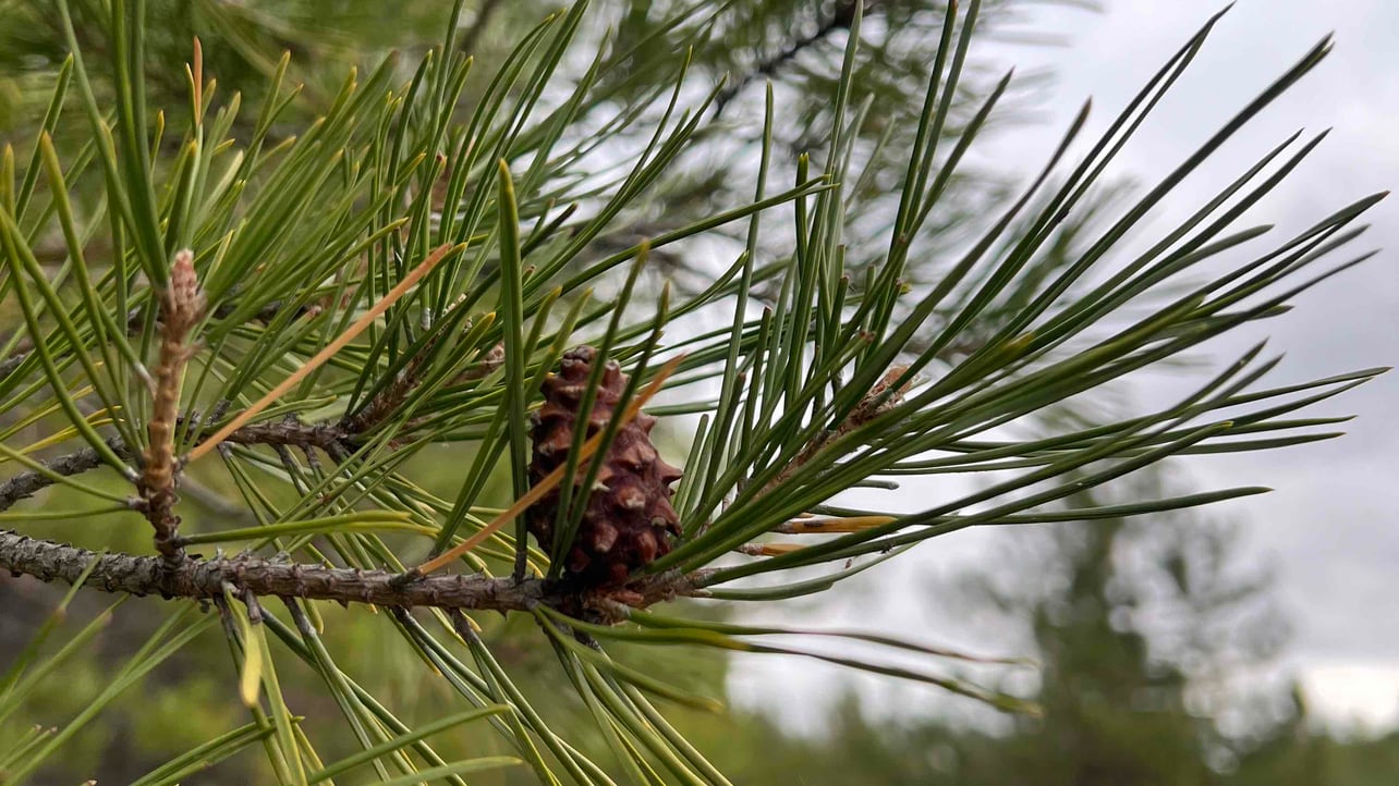 mihan666666.base.eth Basenames (.base.eth domains) based on ENS PFP