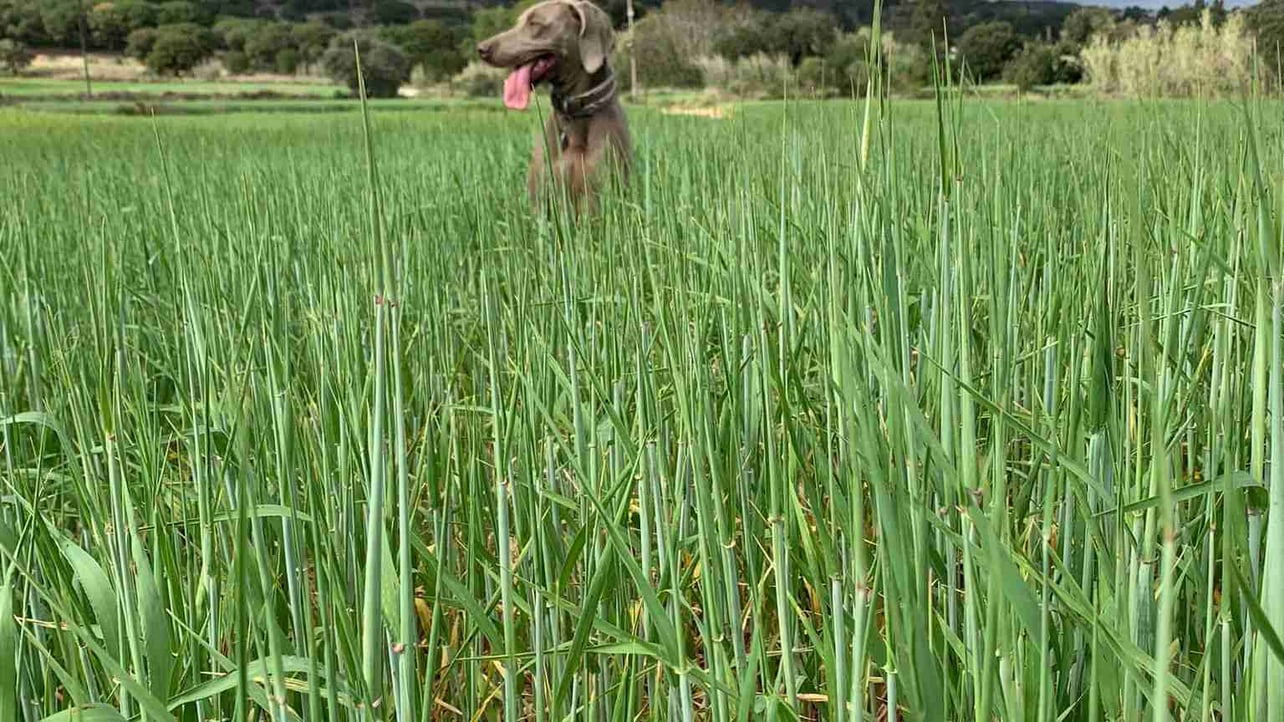 Mario Muñoz Martin (ledonk00) Farcaster social identity (Fname handle) PFP