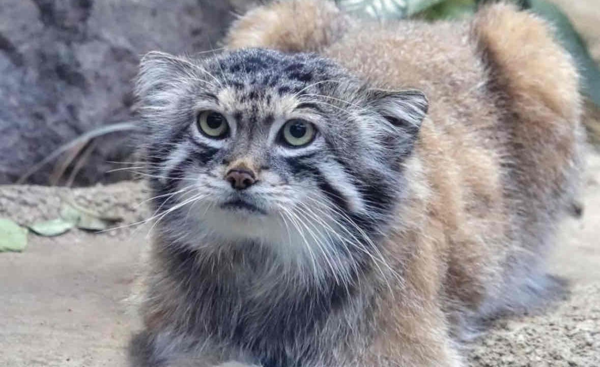 Manul.eth pfp