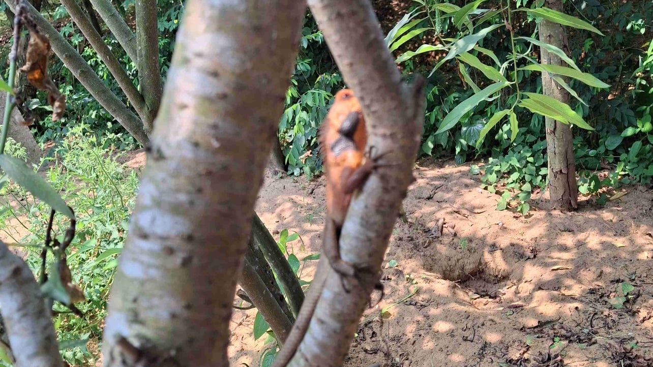 ifqodo.lens Lens social identity (.lens handle) PFP