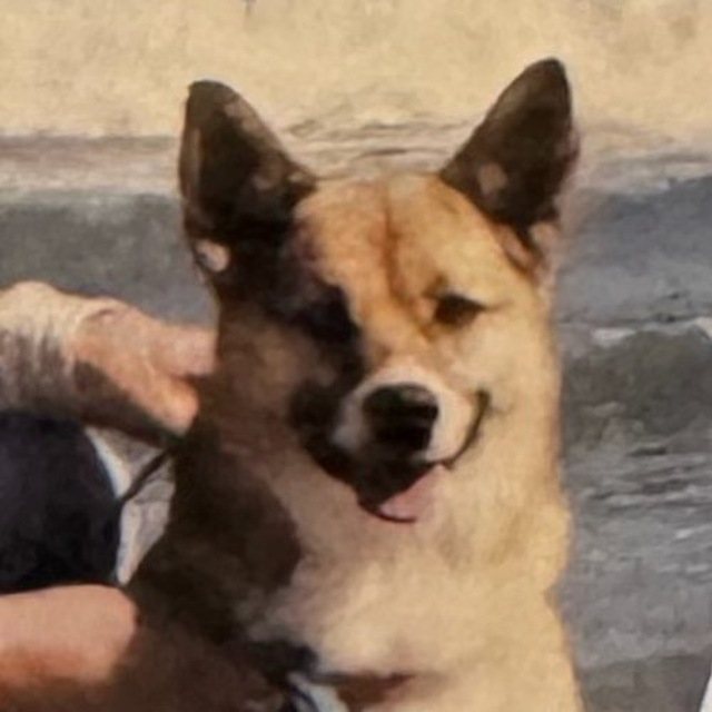 Name Gen - Doge's brother