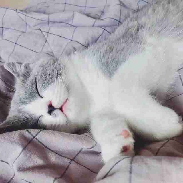 0x998866.lens Lens social identity (.lens handle) PFP