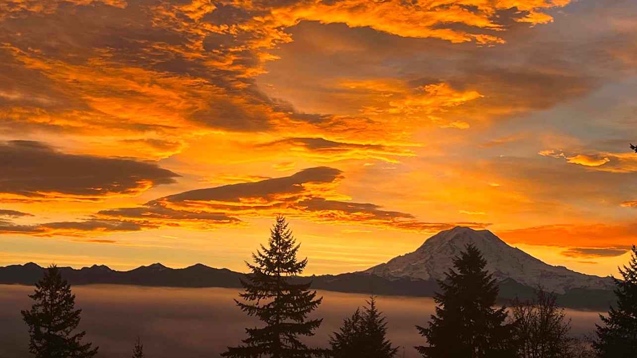 Maria | Forest AI (mariainforest) Farcaster social identity (Fname handle) PFP