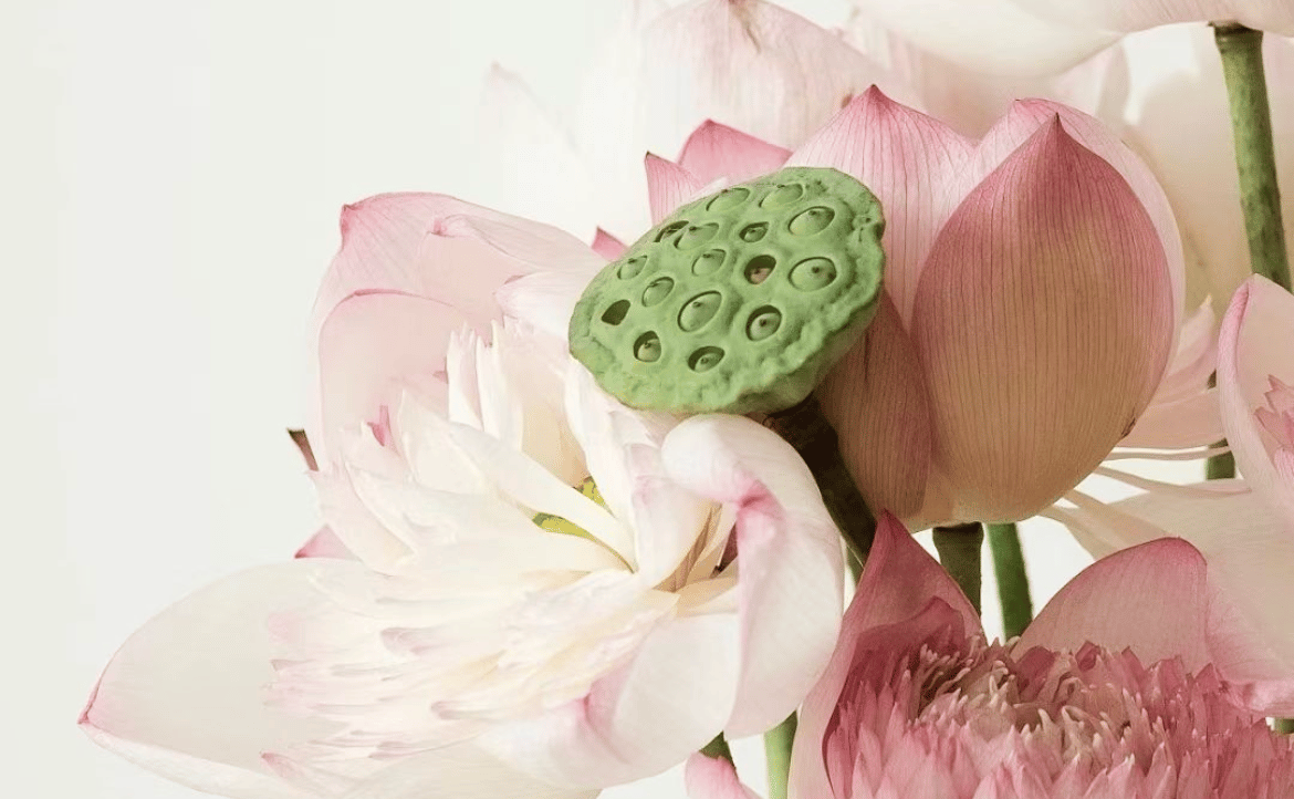 bangewo23 Farcaster social identity (Fname handle) PFP