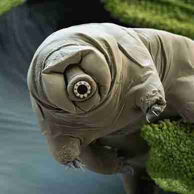 schyrius (schyrius.lens) Lens social identity (.lens handle) PFP