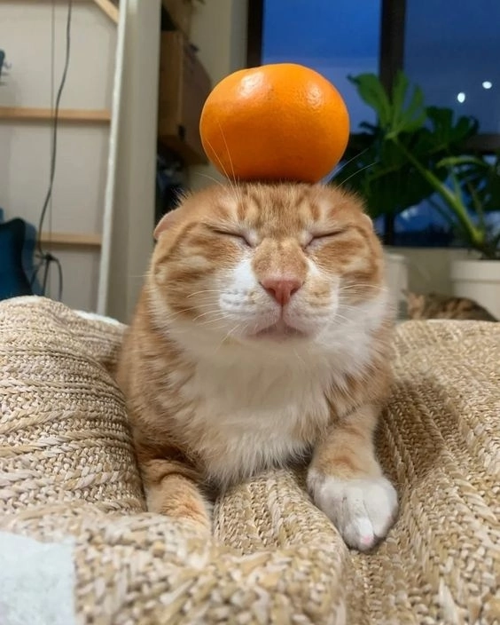 Poplag pfp
