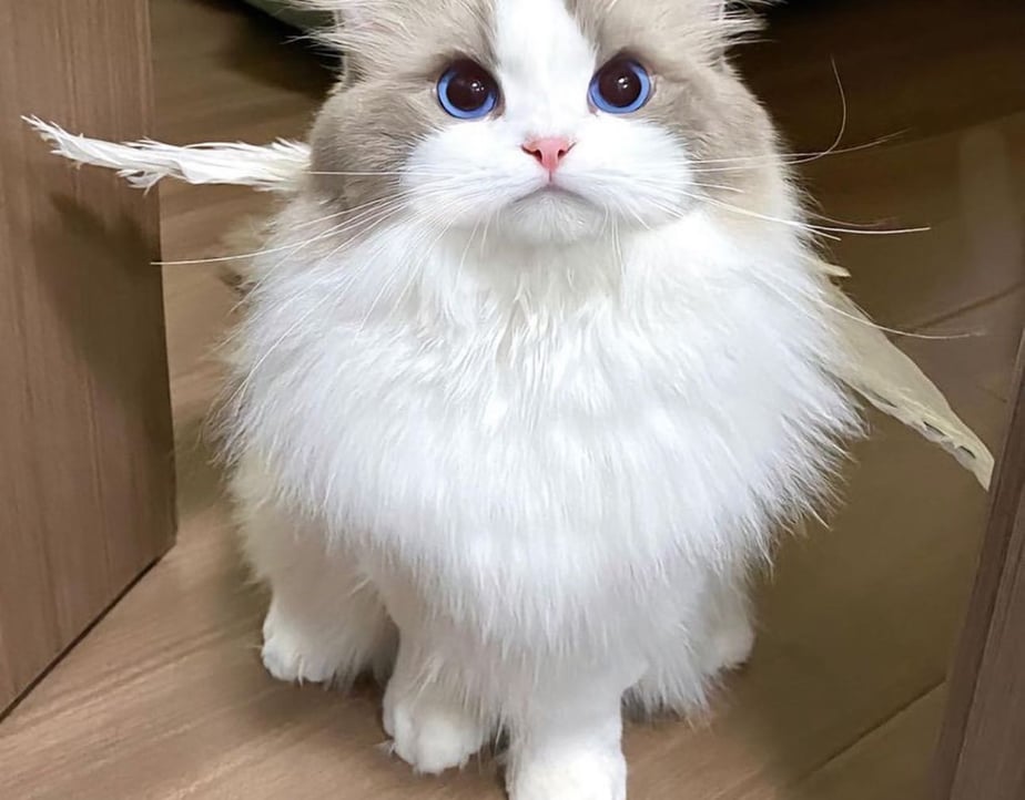 Hoanvuonq (hoanvuonq) Farcaster social identity (Fname handle) PFP