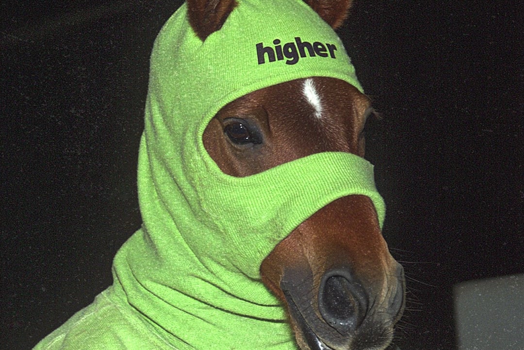 horsefacs pfp