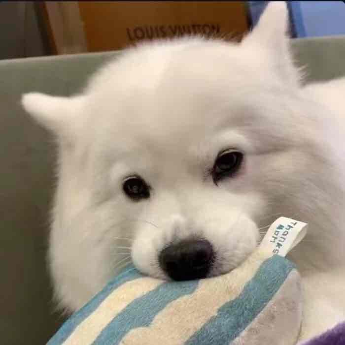 0x3f (nullptr) Farcaster social identity (Fname handle) PFP