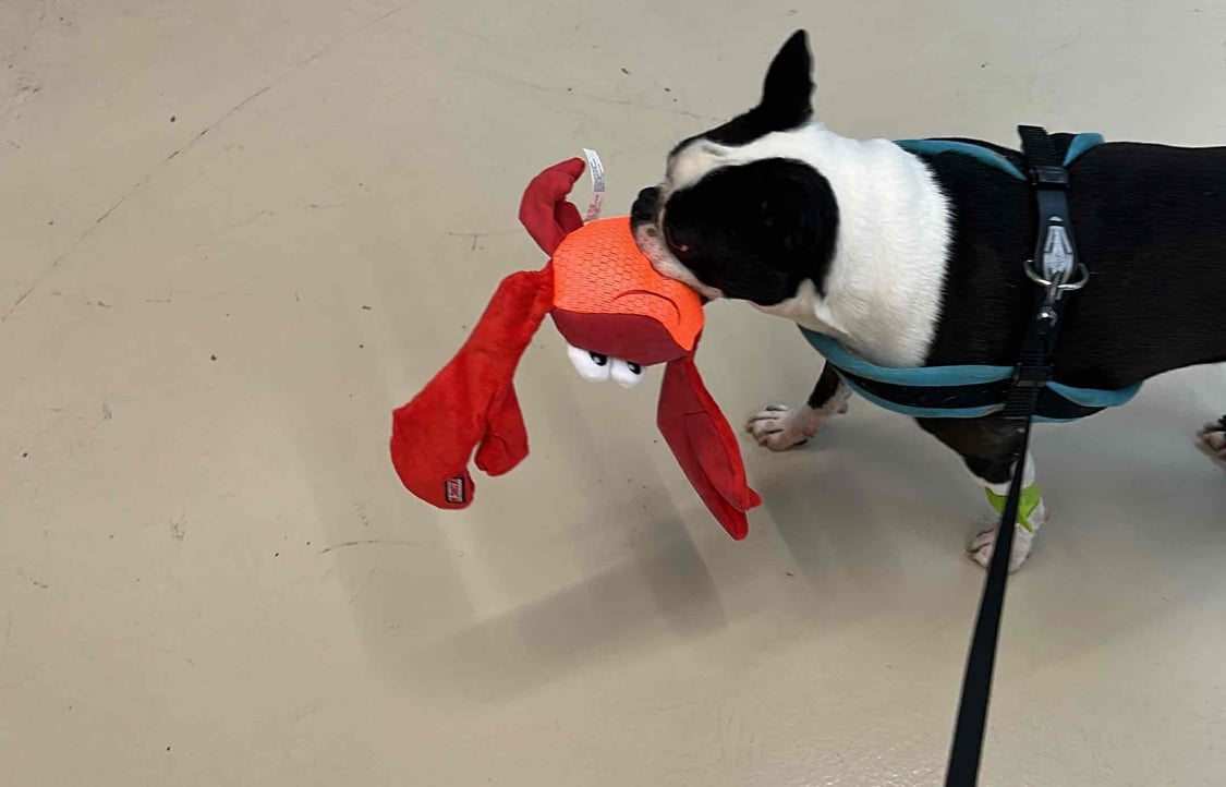 santeesan.lens Lens social identity (.lens handle) PFP