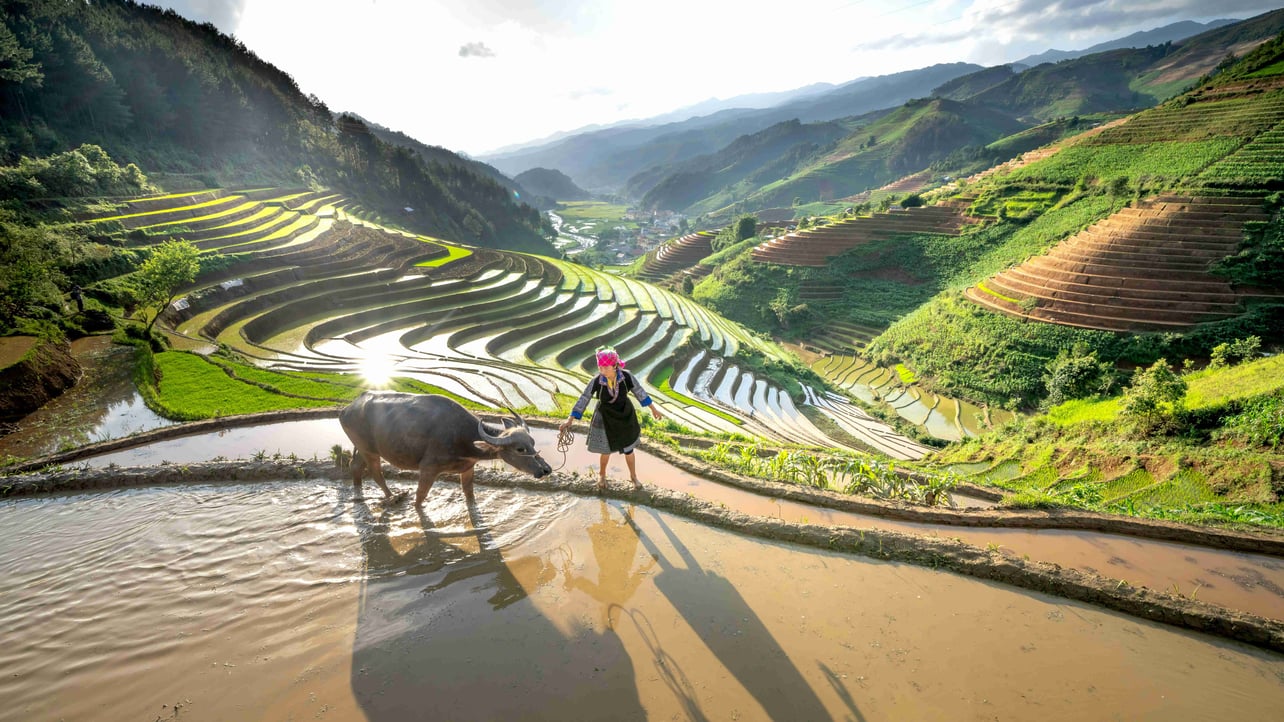 Omoda (omoda) Farcaster social identity (Fname handle) PFP