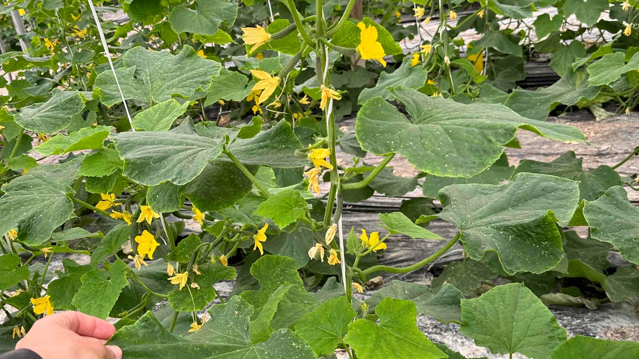 Jorge (droumpower) Farcaster social identity (Fname handle) PFP