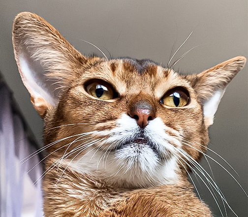 Bronx (catmeoww) Farcaster social identity (Fname handle) PFP