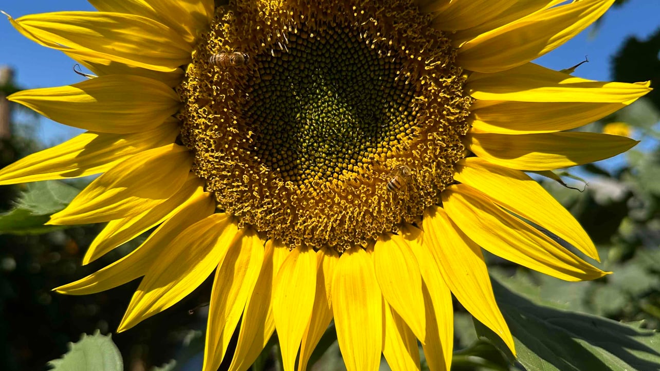 Steve (stevet00) Farcaster social identity (Fname handle) PFP