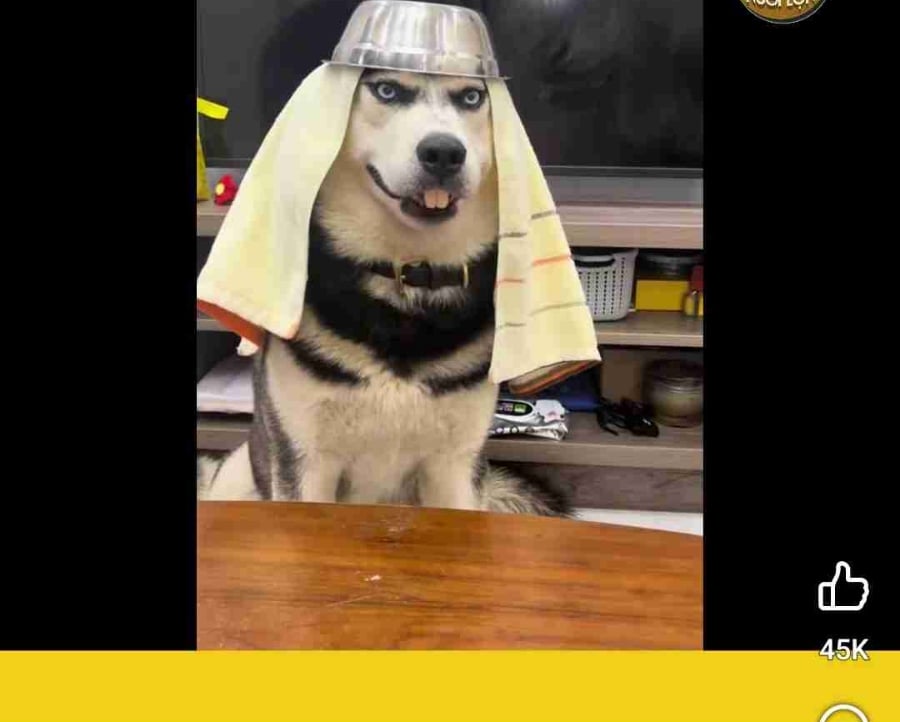 Laokame (laokame.lens) Lens social identity (.lens handle) PFP