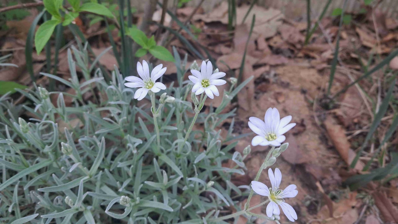 sooho.lens Lens social identity (.lens handle) PFP