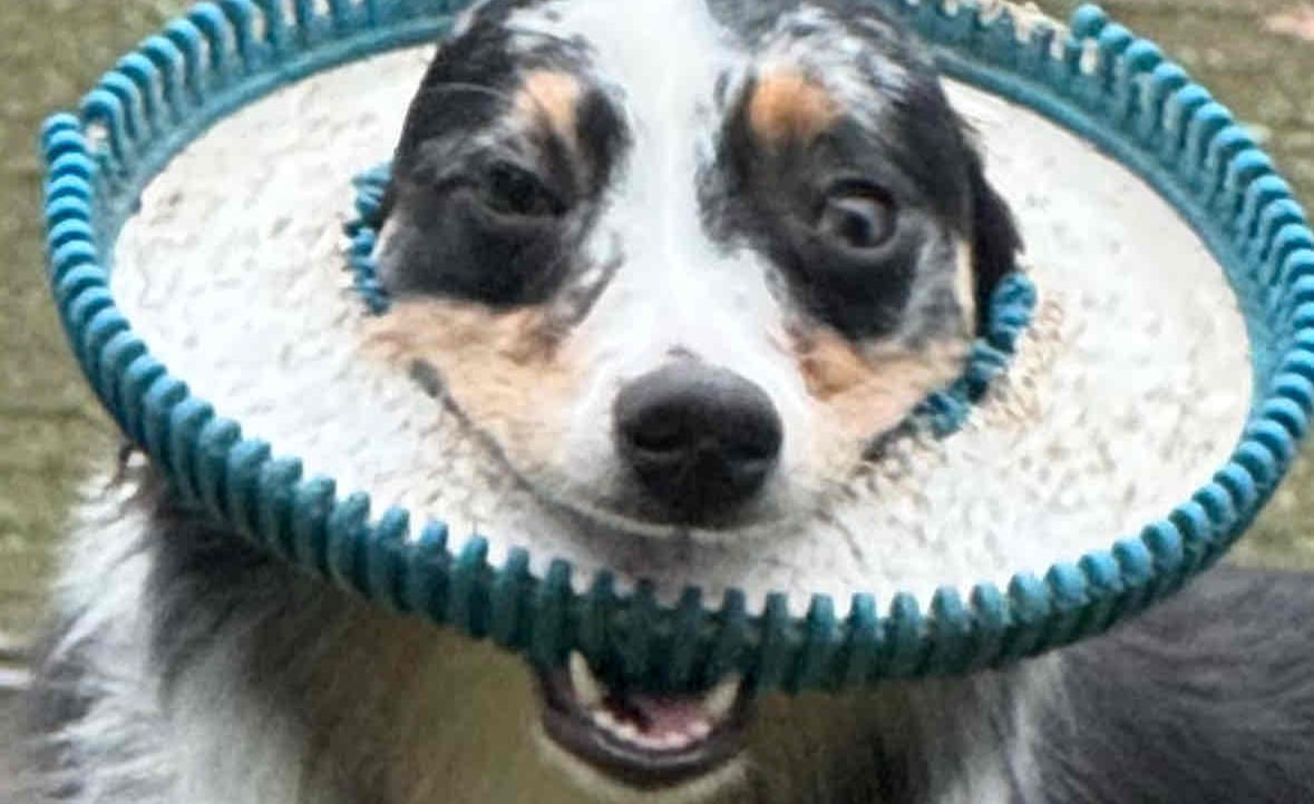 Cody Lemay (dixieland.lens) Lens social identity (.lens handle) PFP