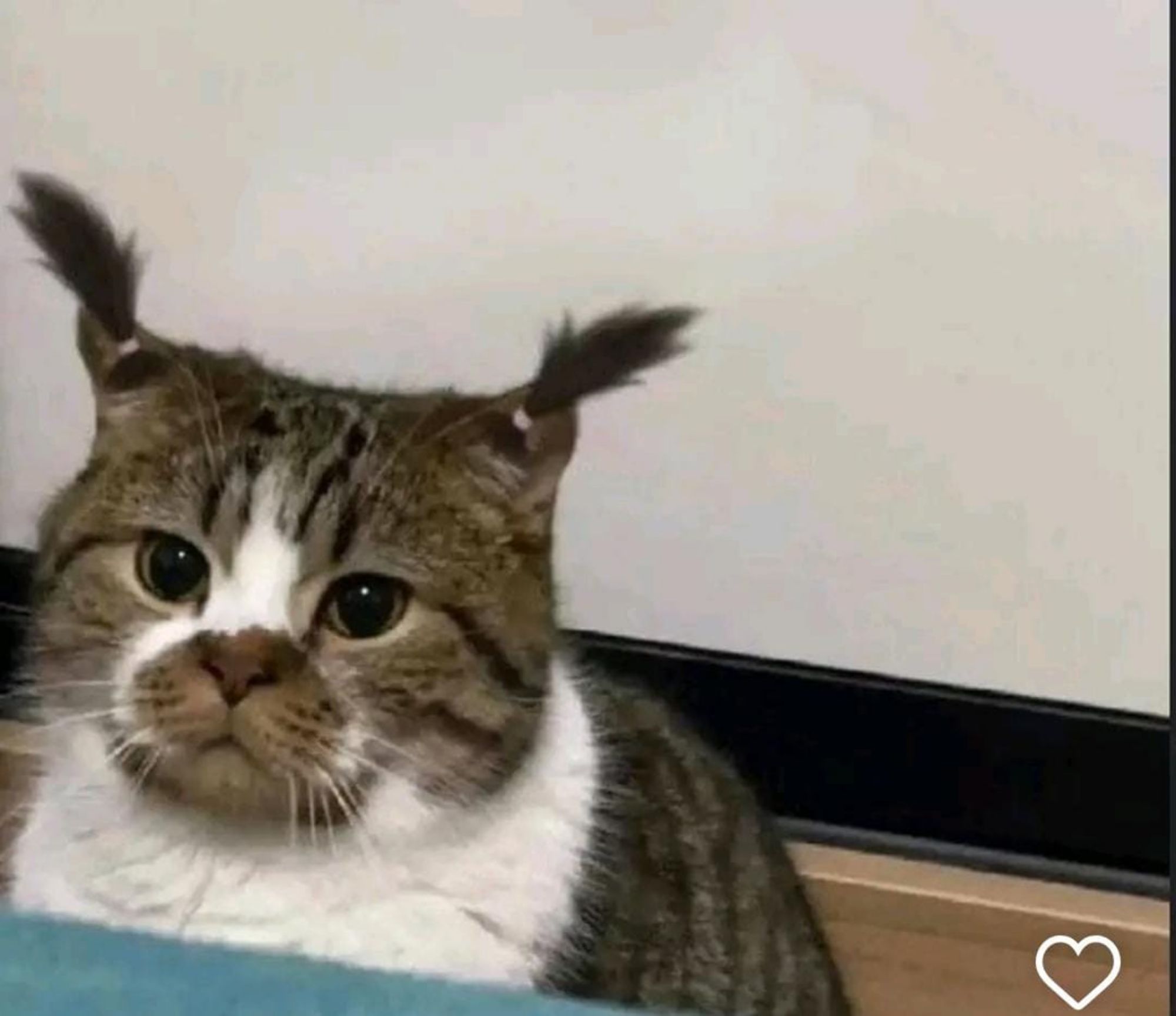 WORLD LIBERTY FINANCE OF PAWS