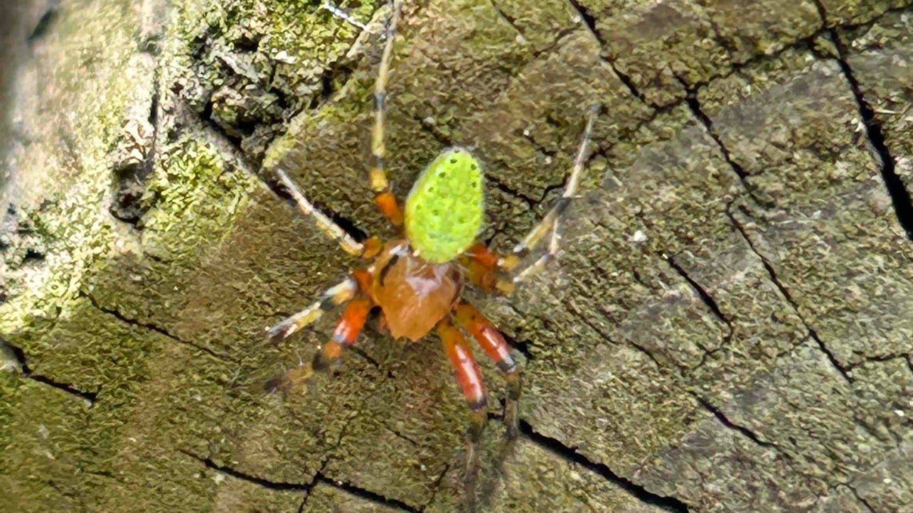 mazohist.lens Lens social identity (.lens handle) PFP