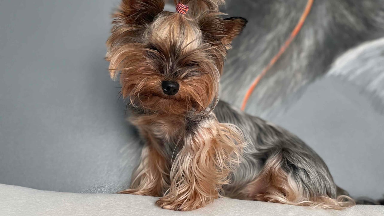 ma3acc (ma3acc.lens) Lens social identity (.lens handle) PFP