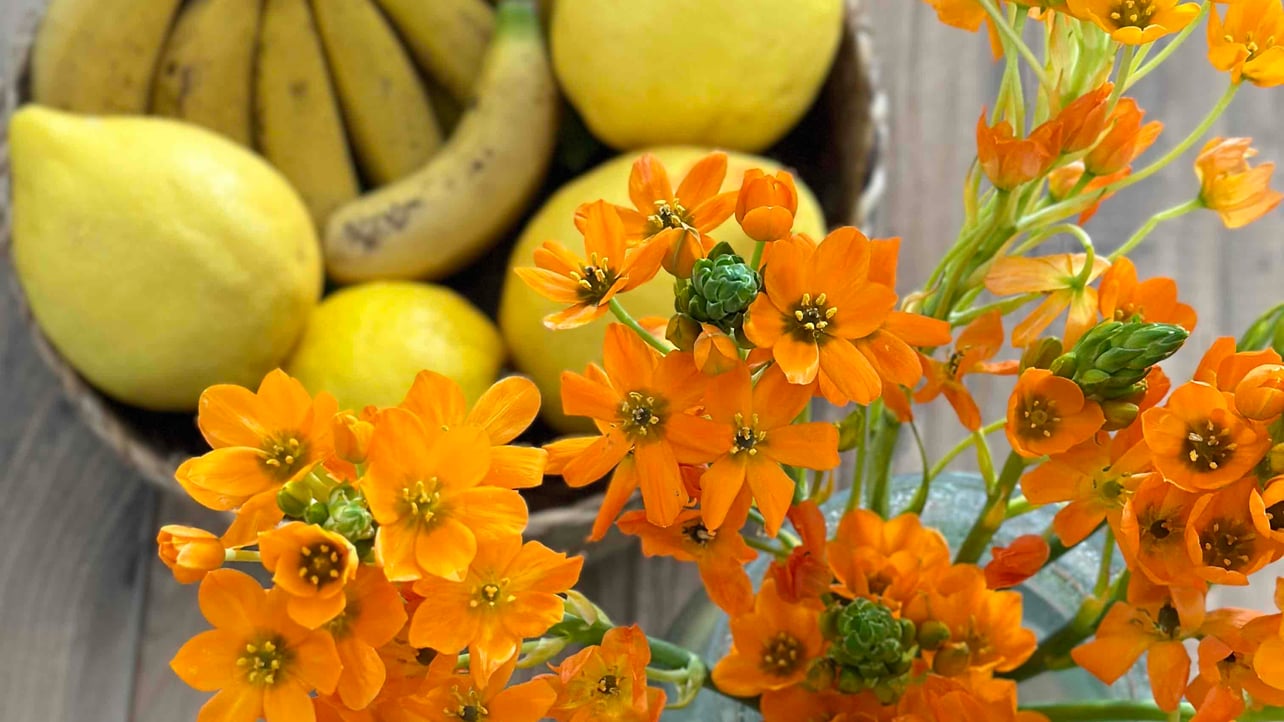 Rita Drita (ritadrita) Farcaster social identity (Fname handle) PFP