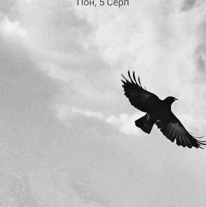 Emily (03dvgd) Farcaster social identity (Fname handle) PFP