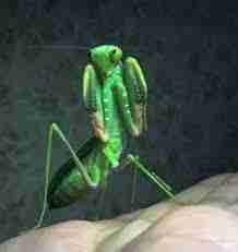 Mantis pfp