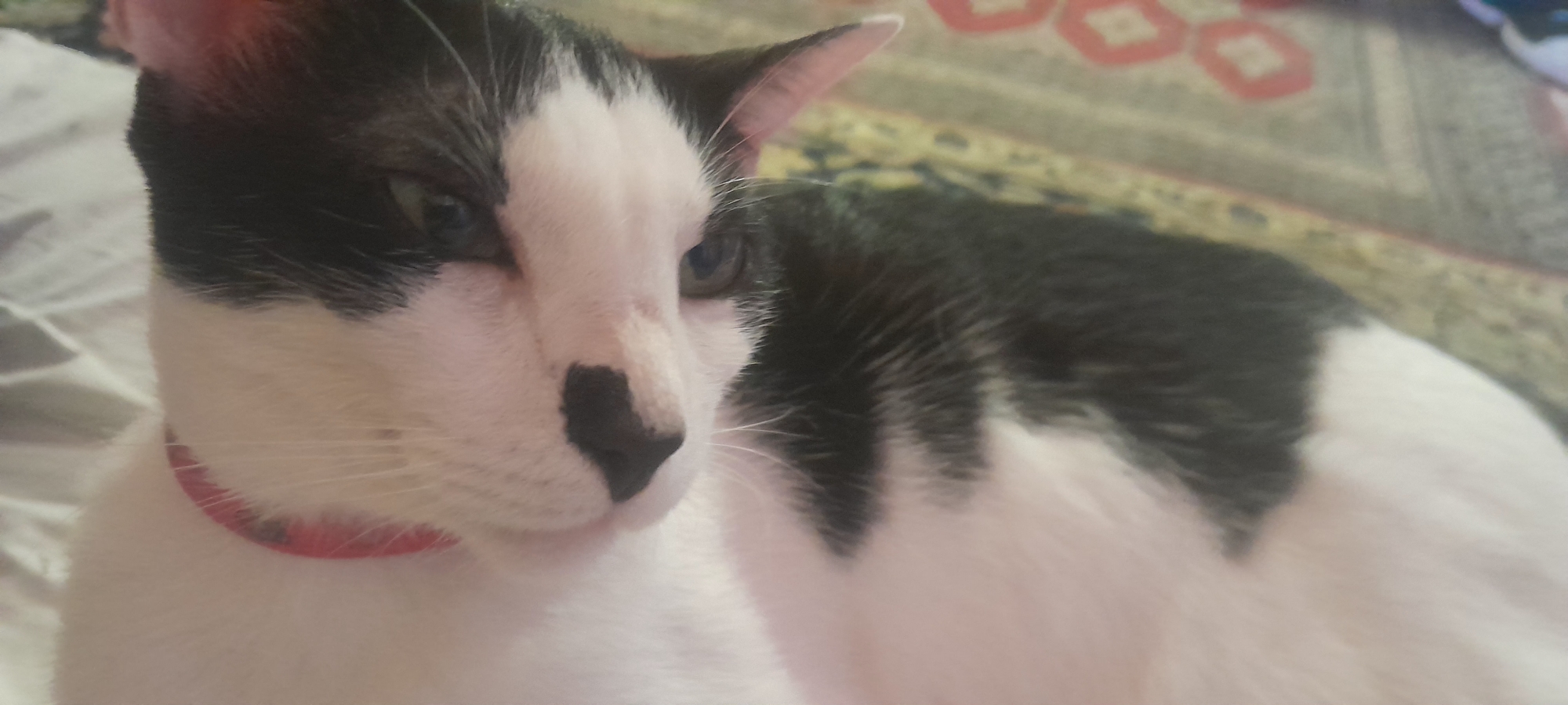 Gatinho Fofinho
