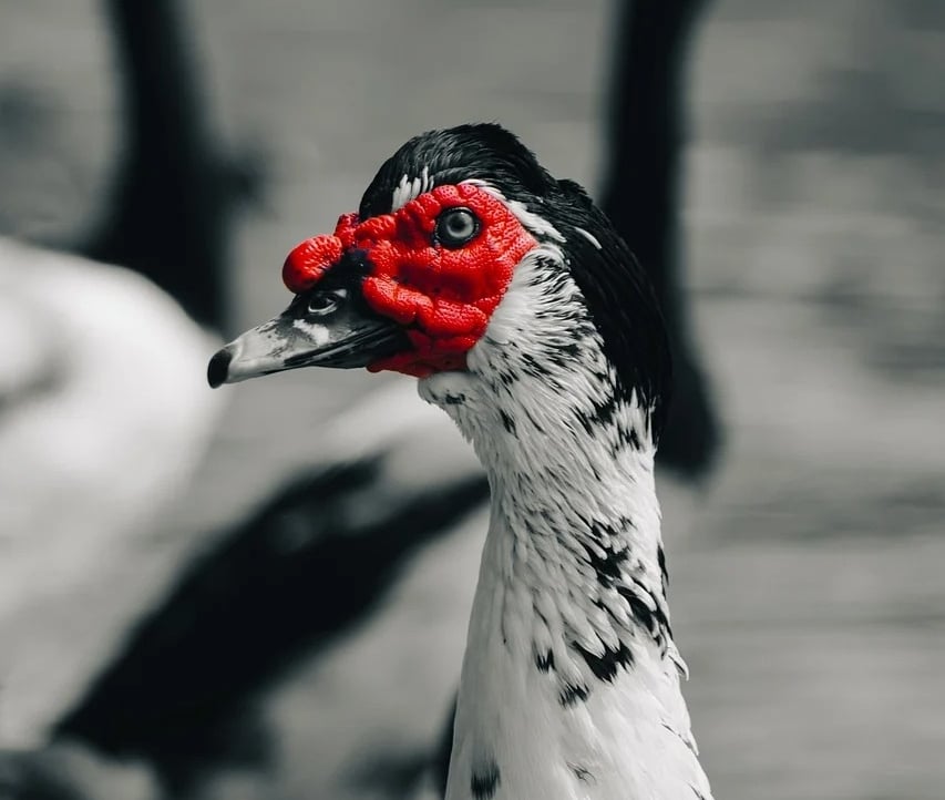 LoudAndProud (loudandproud) Farcaster social identity (Fname handle) PFP