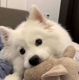 MysticRaven (frostbitexcat) Farcaster social identity (Fname handle) PFP