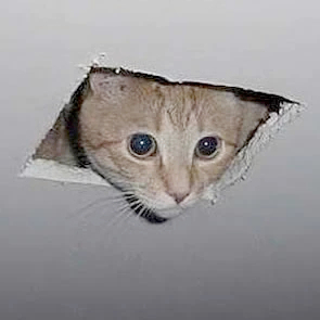 Ceiling Cat