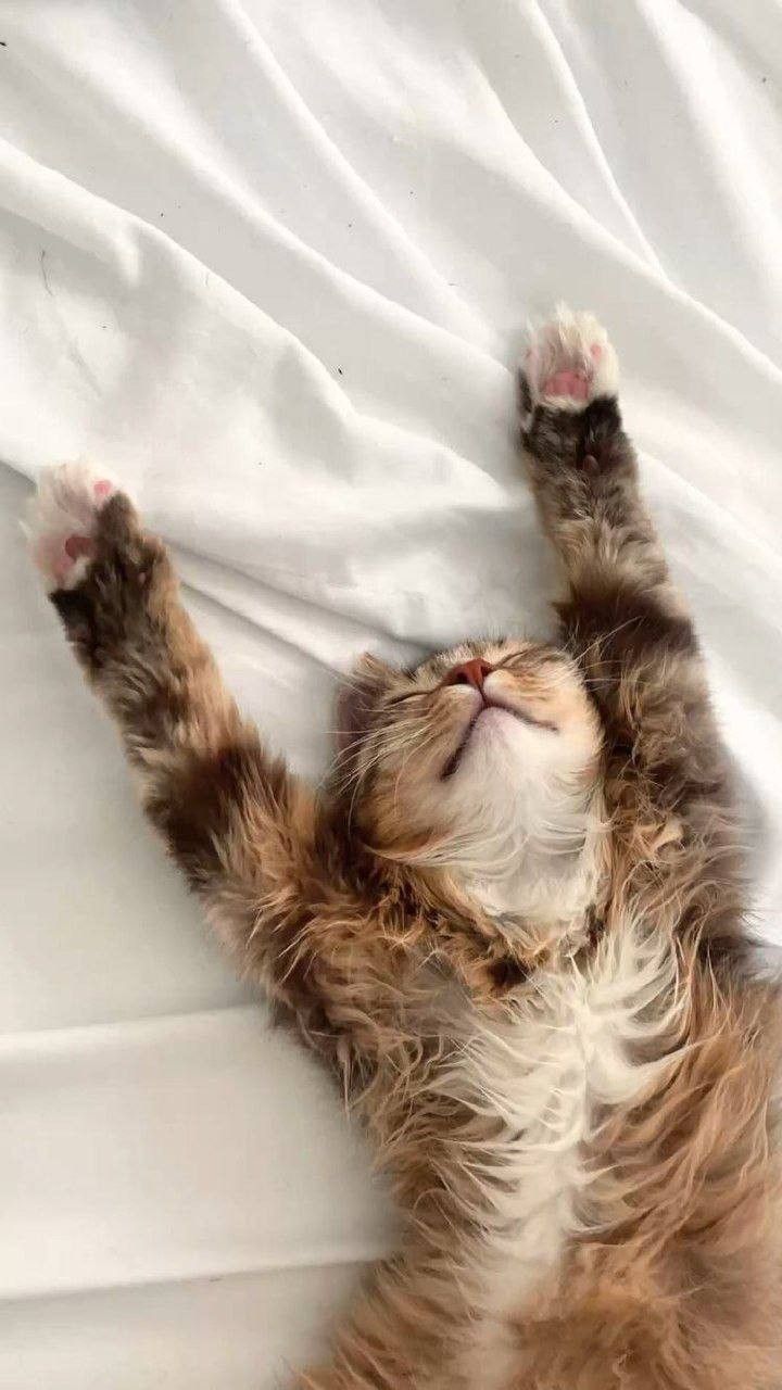 小貓求互粉互关 pfp