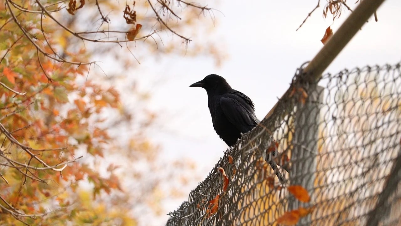 SilentStrengthX (silentstrengthx) Farcaster social identity (Fname handle) PFP