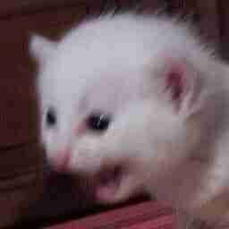 0xbeyonce.lens Lens social identity (.lens handle) PFP