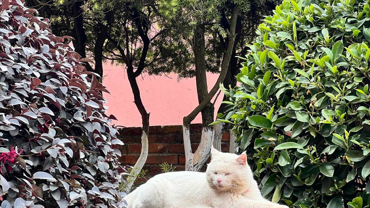 gula Farcaster social identity (Fname handle) PFP