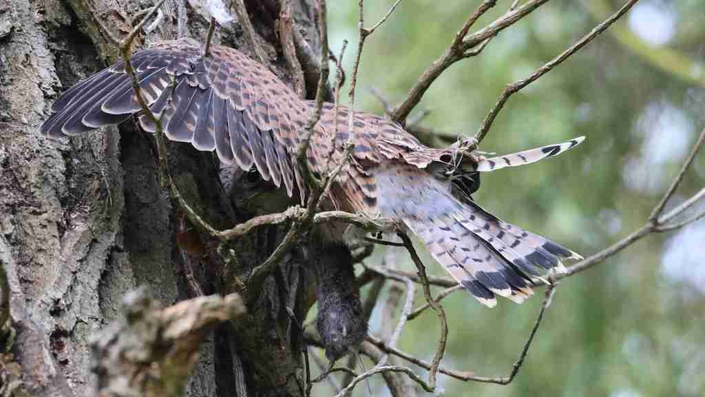 Isaac Andrade (ivo19) Farcaster social identity (Fname handle) PFP