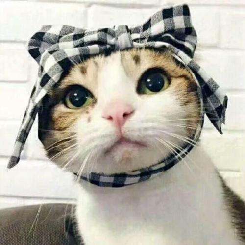 VFTWGlynD pfp