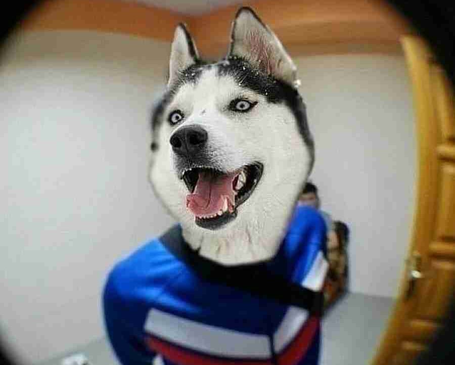 EnigmaJaguar pfp