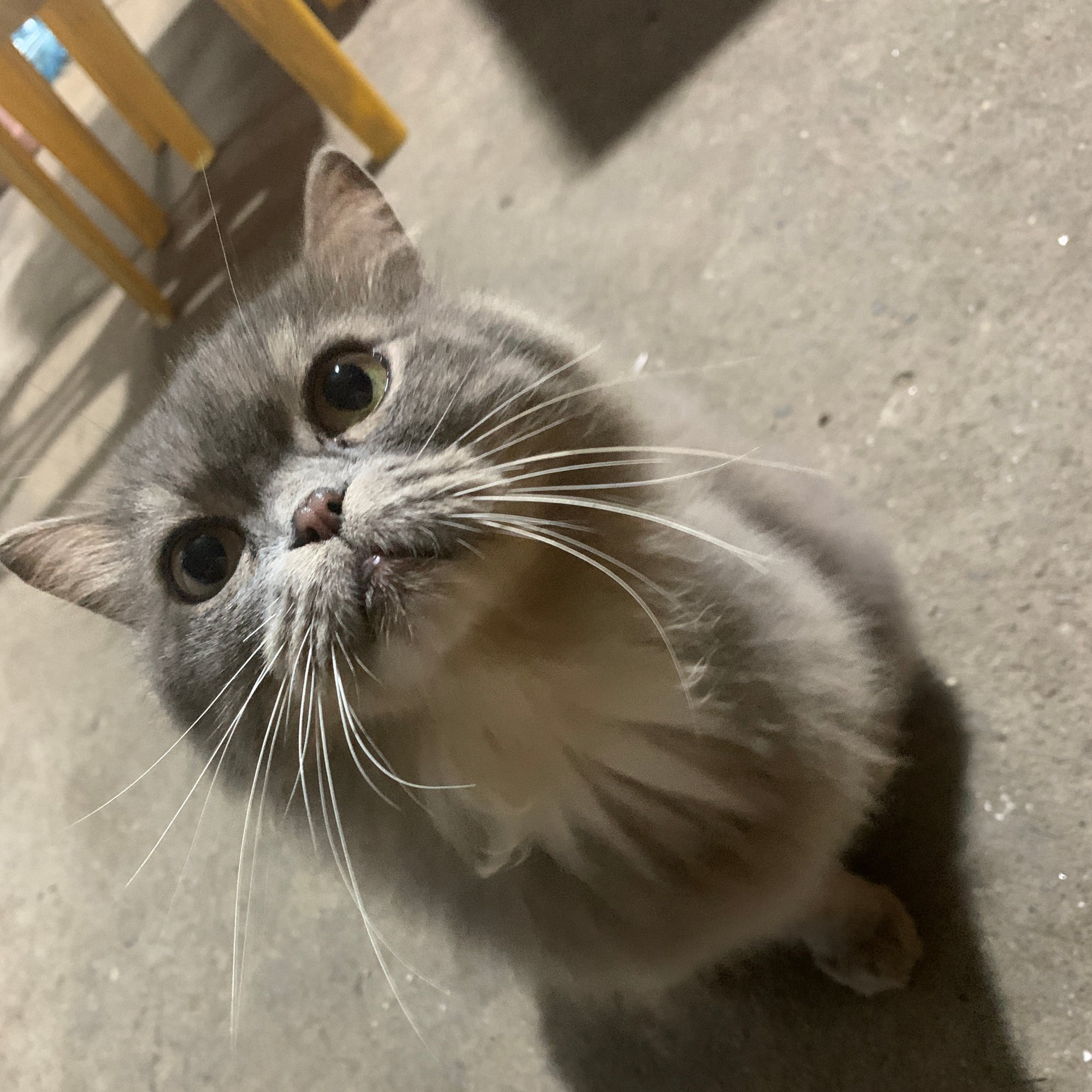 anhson23 (rriri20.lens) Lens social identity (.lens handle) PFP