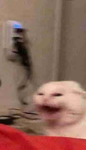 buybtc4.lens Lens social identity (.lens handle) PFP