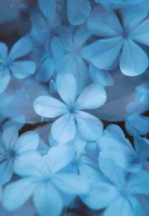 yepyuyyy.lens Lens social identity (.lens handle) PFP