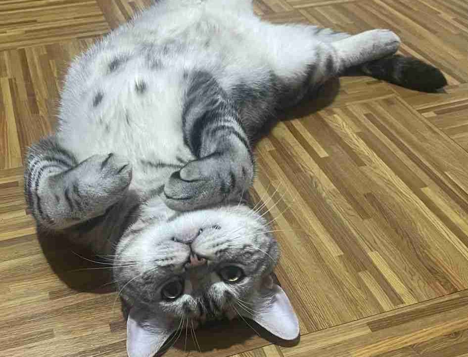 padodobb.lens Lens social identity (.lens handle) PFP