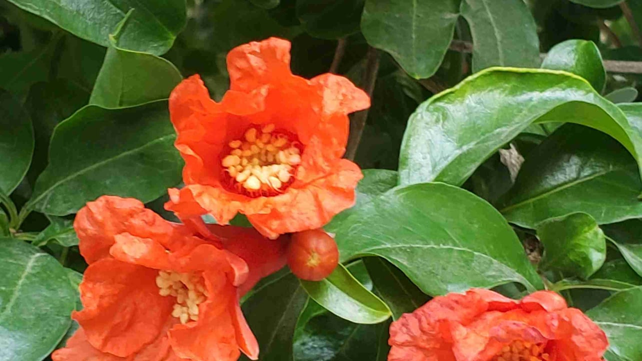 Irina (irinasohm658) Farcaster social identity (Fname handle) PFP