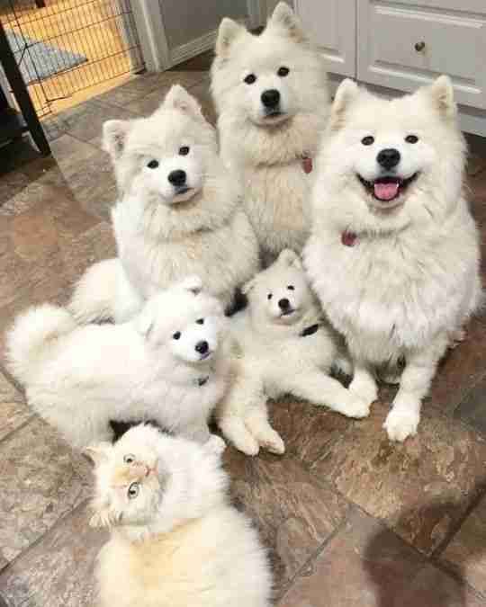 dogs so cute that's Farcaster avatar